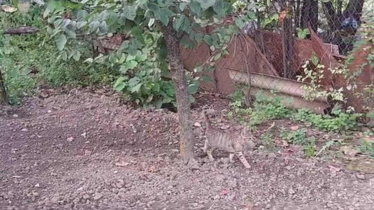 A cute kitten is walking in the yard. Cute kitten