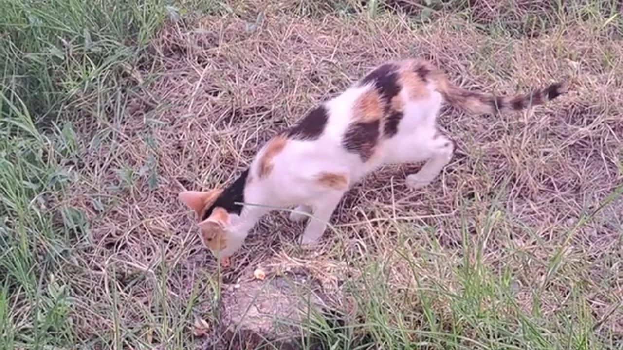 Cute cat eats food. Relaxing cat video