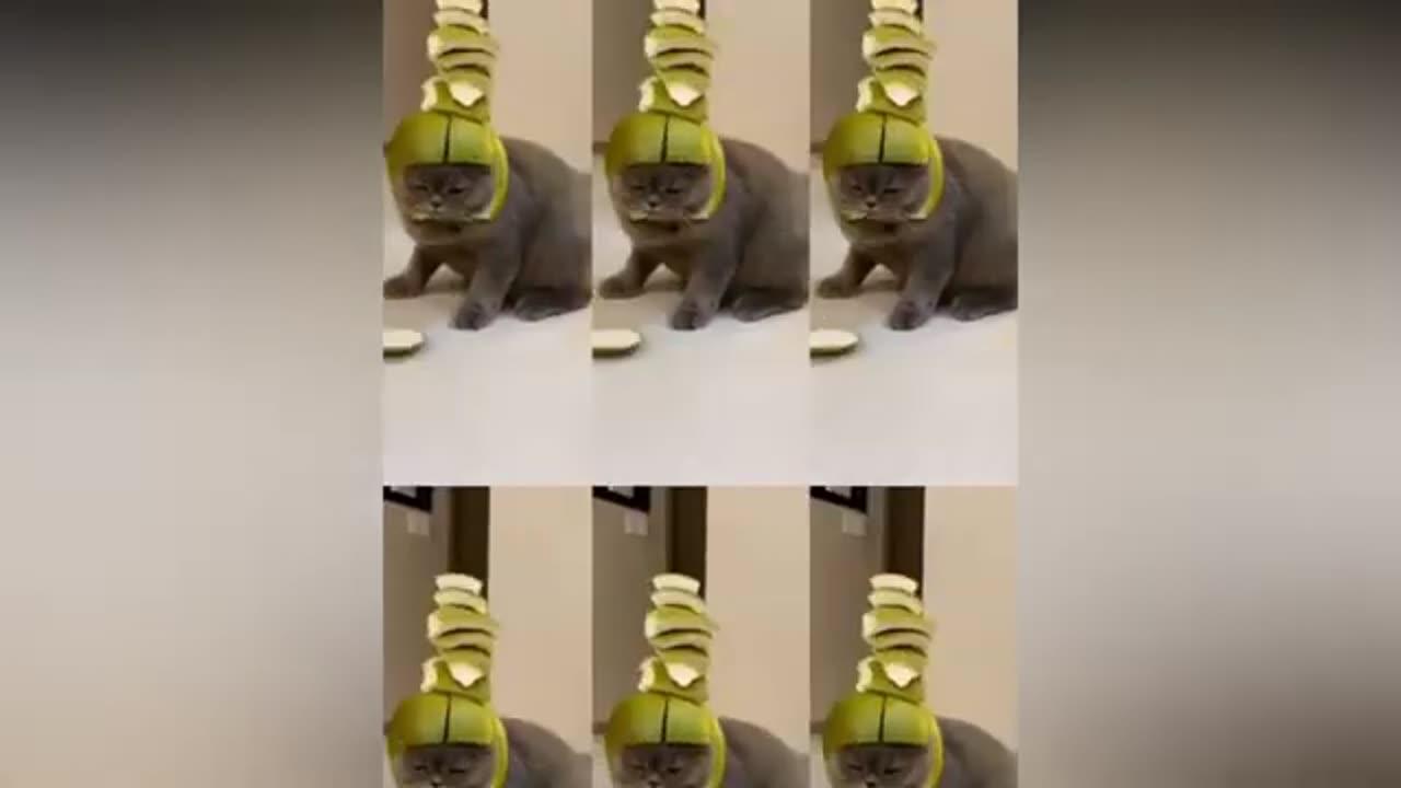 Funny Cat and cute pets