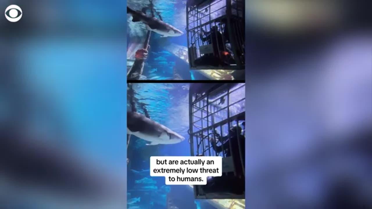 These cannibal baby sharks eat their siblings in - One News Page VIDEO