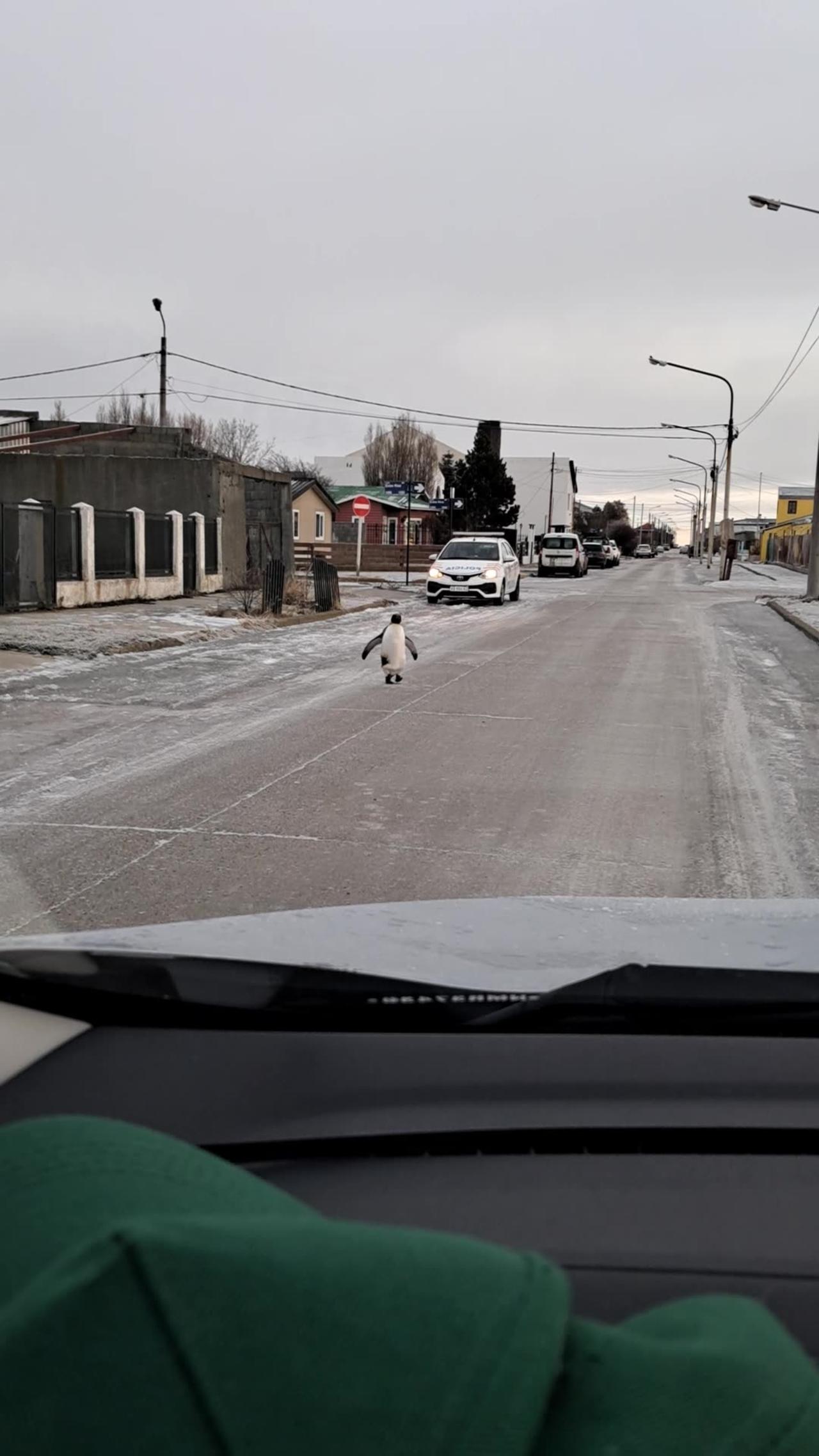 Penguin Approaches Vehicle