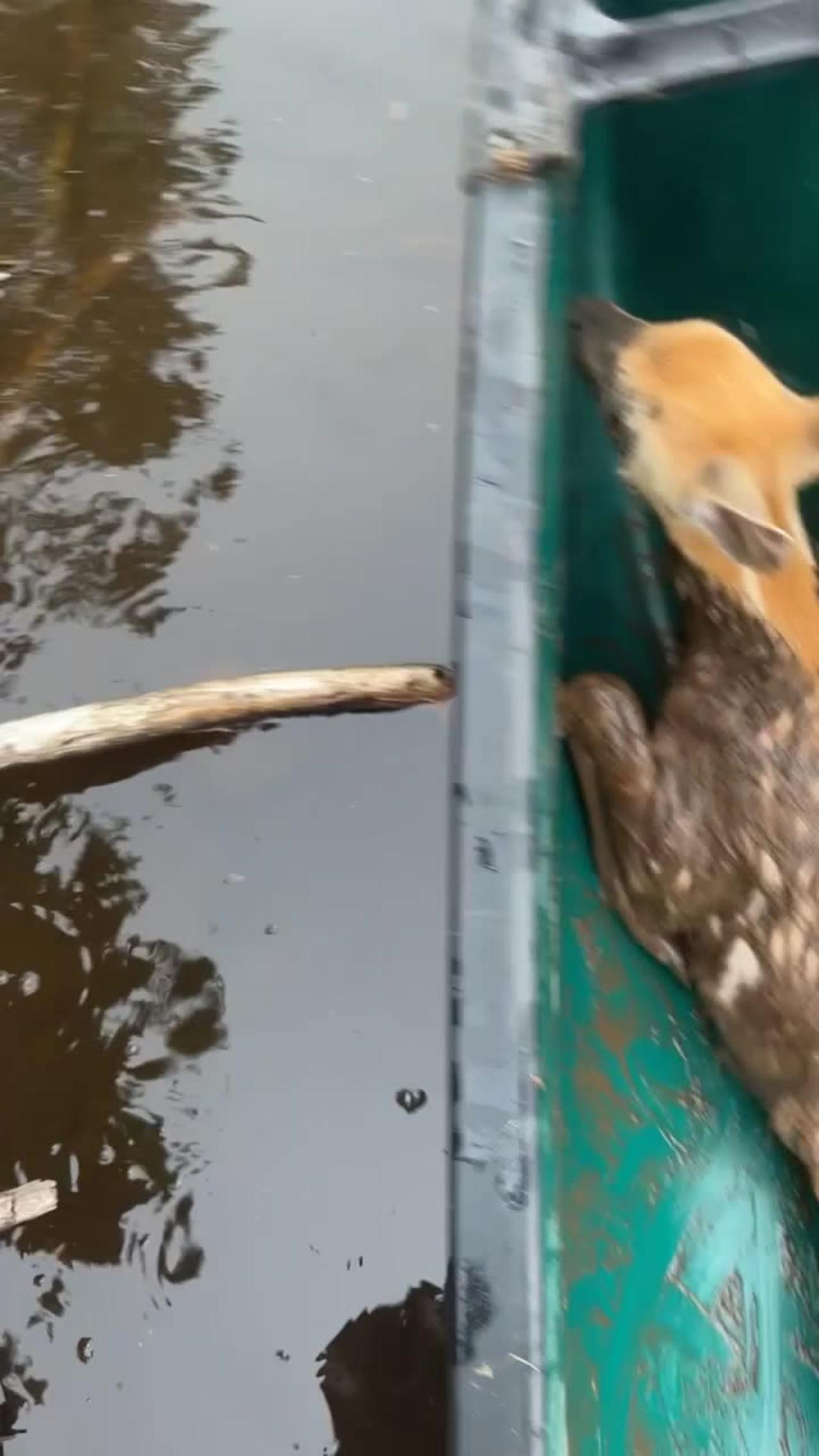 Man in Canoe Rescues Fawn Stuck in Mud