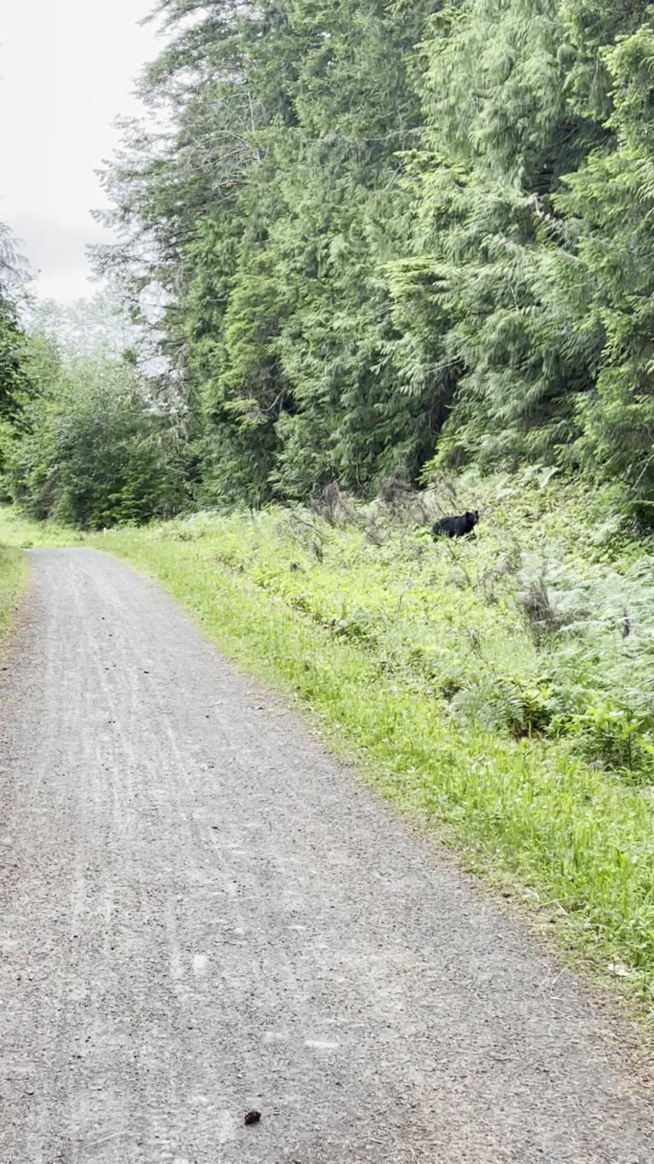 Runner Encounters Bear on Trail