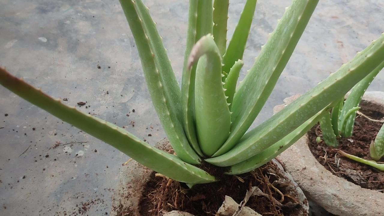 How Did How To Prune and Trim Aloe Vera Plant to Make It Healthy Rise to the Top? #AloeVera #కలబంద