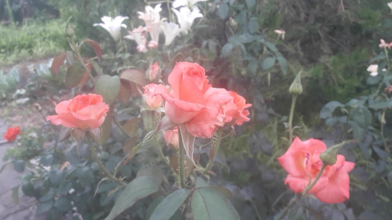 Red rose bush