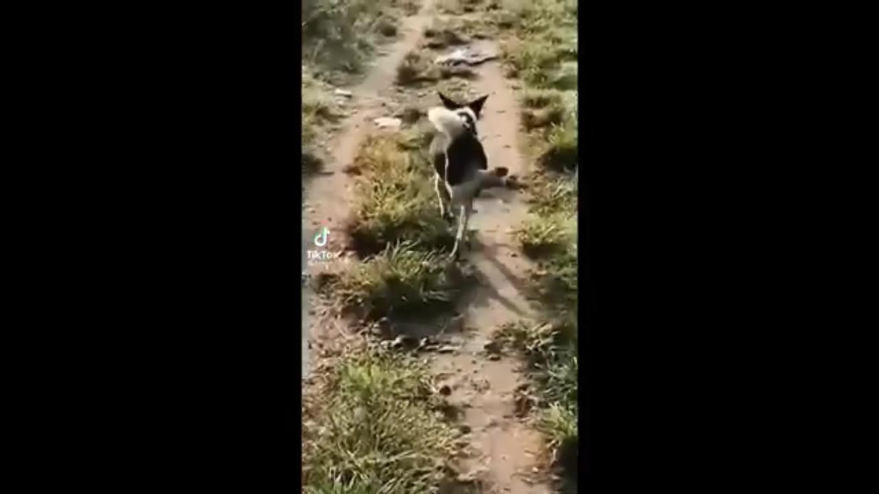 "Funny Dog Videos: Talking Dogs, Angry Escapes, and Dancing Pups - Hilarious Compilation"