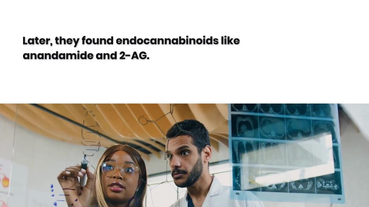 What is the Endocannabinoid System, and how does it work?