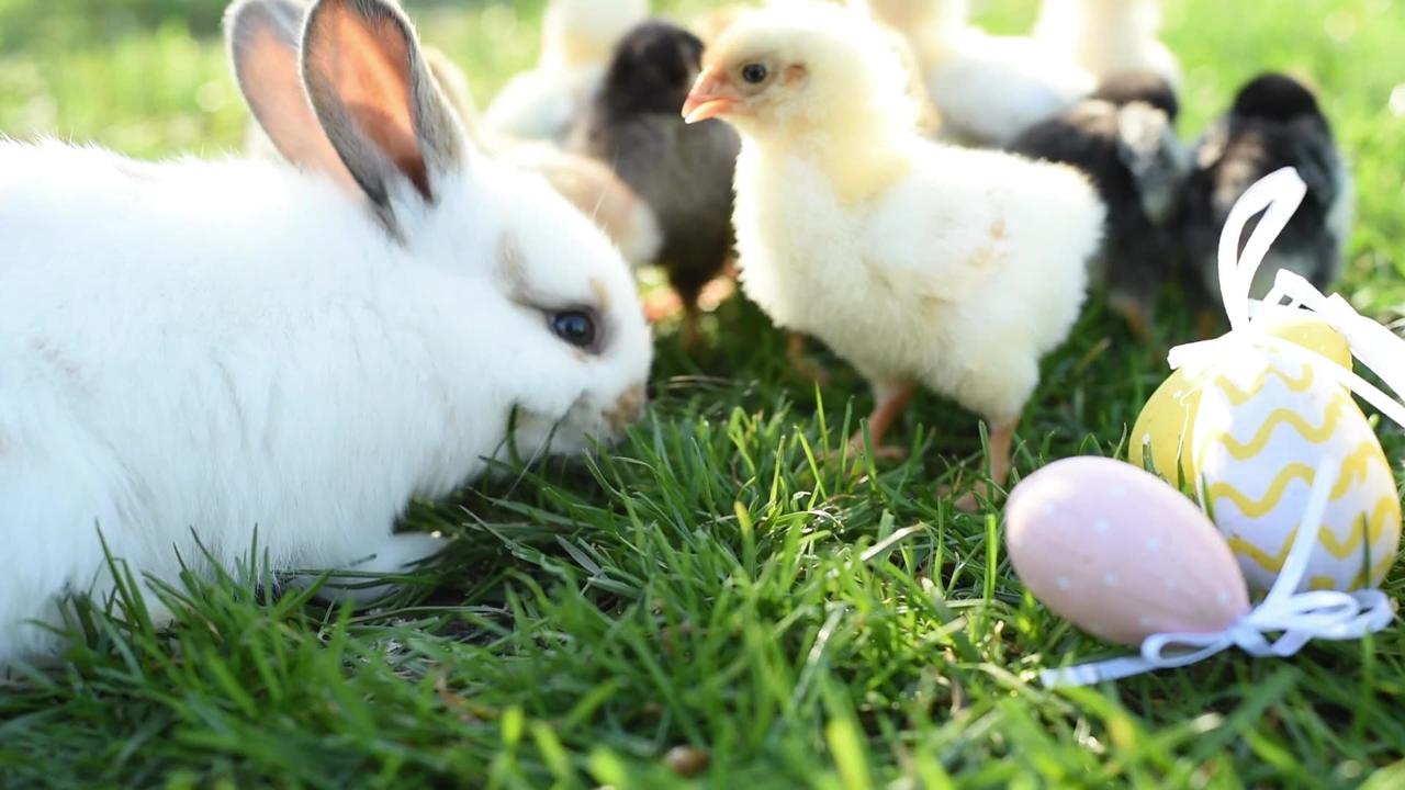 IT'S LIVESTOCK SHOW: CHICKEN AND EASTER BUNNY IN WARM TONE ON THE GRASS FIELD ON GREEN BACKGROUND