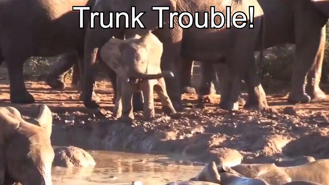 Trunk Trouble! Hilarious Baby Elephant Struggles to Master His Magnificent Mitten