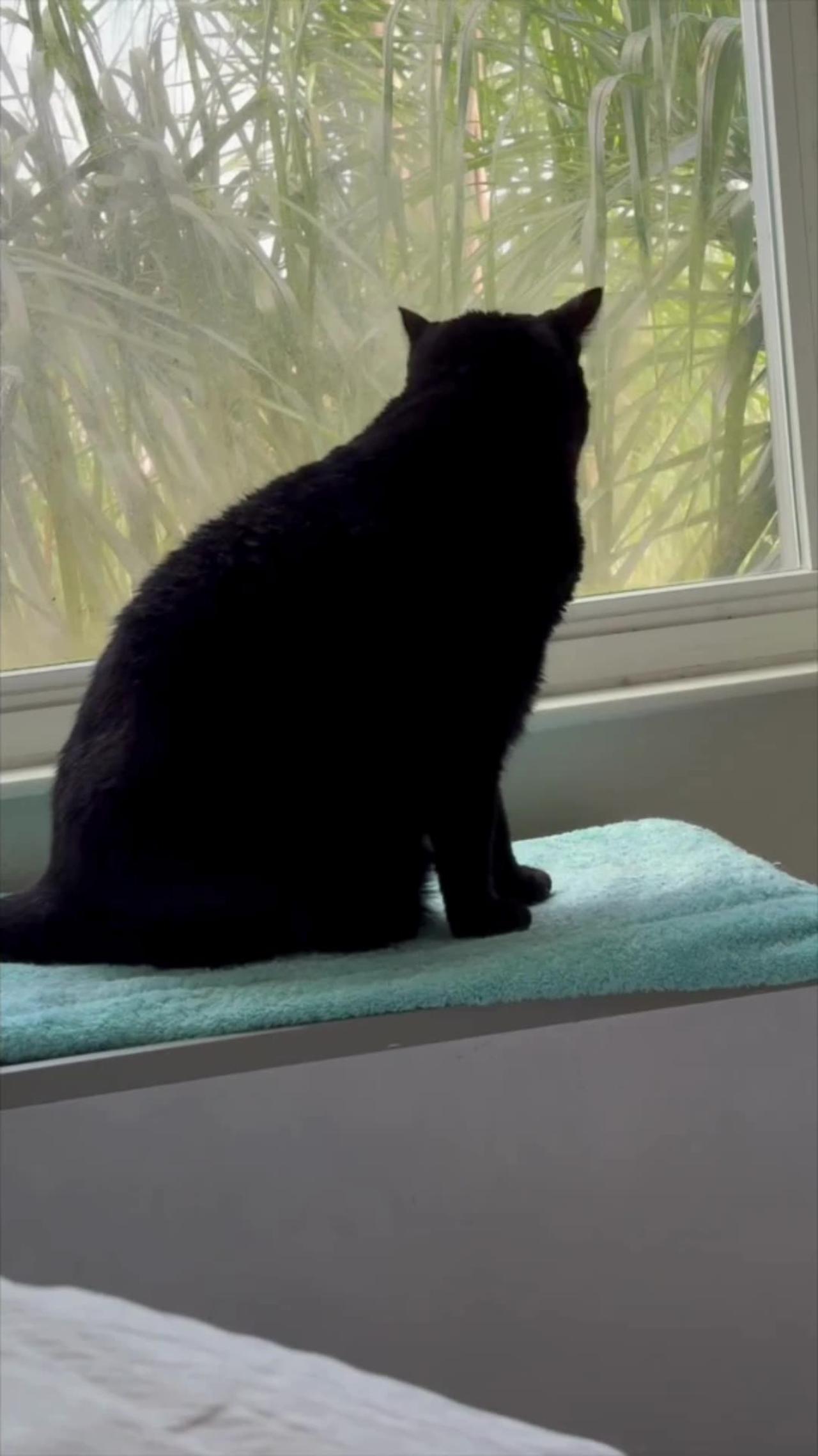 Adopting a Cat from a Shelter Vlog - Cute Precious Piper Visits Her Spa #shorts