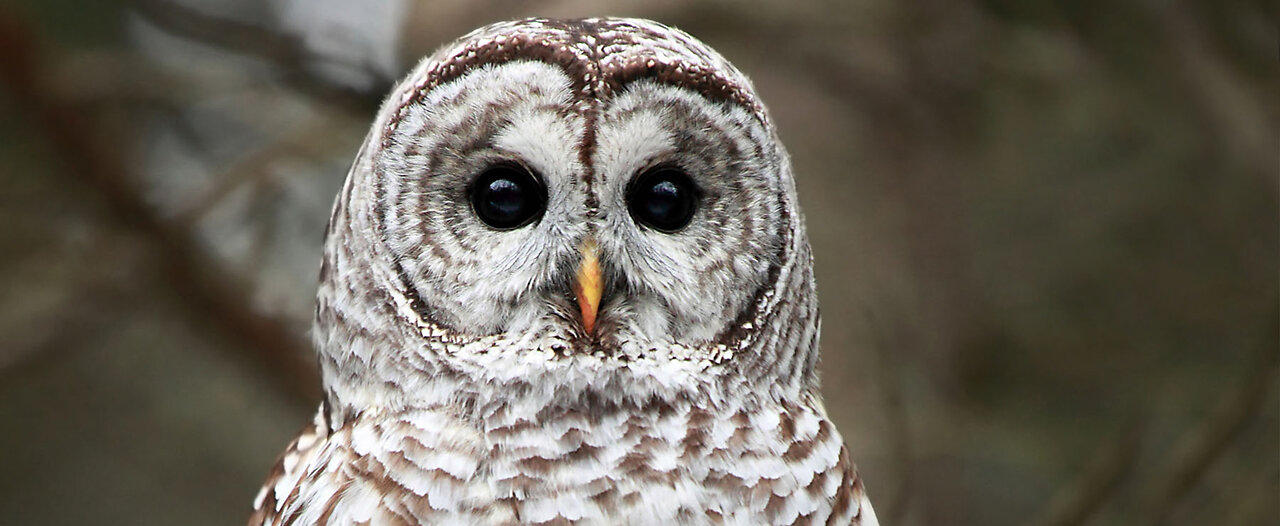 The male Barred Owl is about to slaughtered because of female Spotted Owls