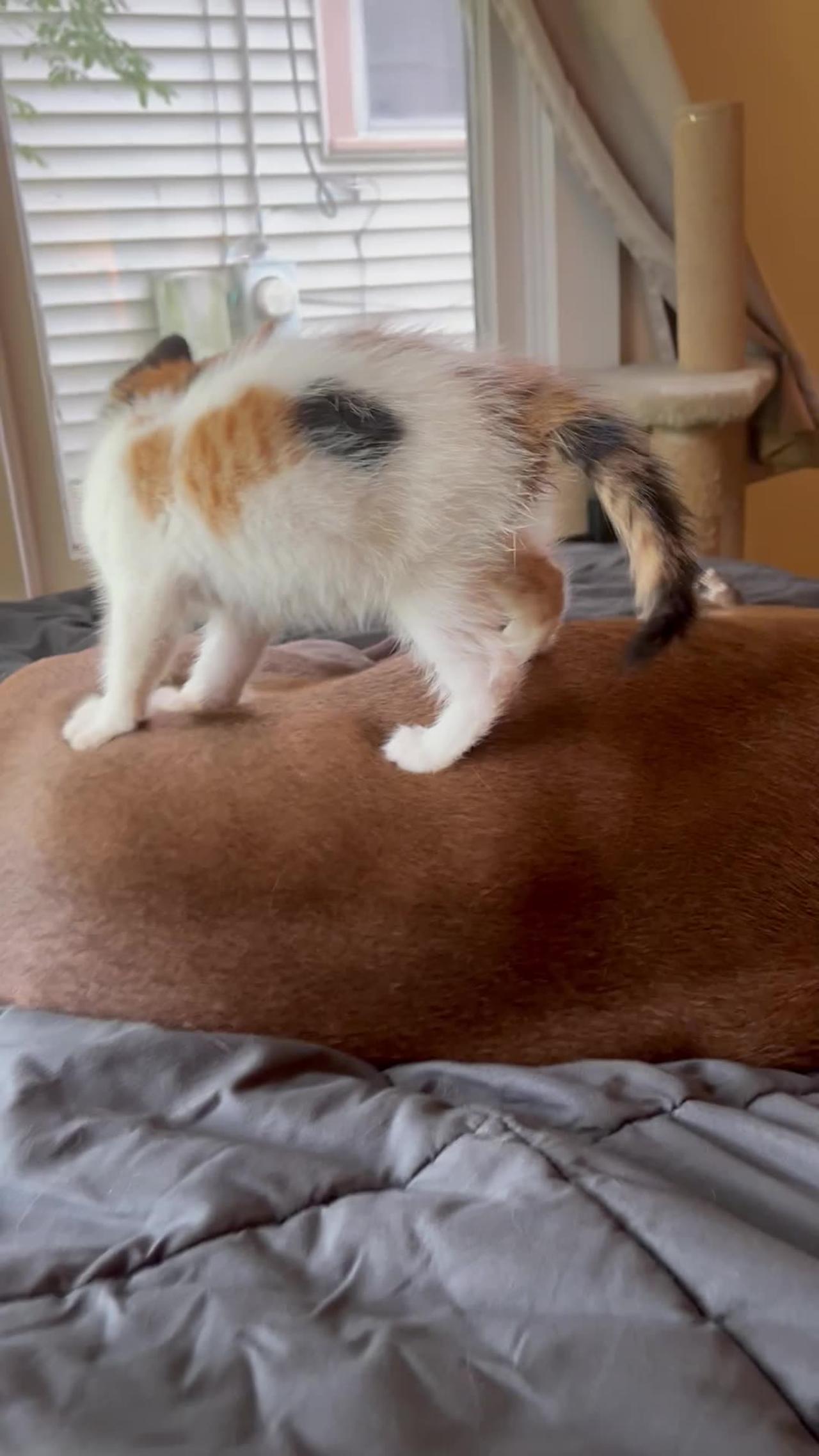 Kitten Makes Biscuits on Patient Labrador