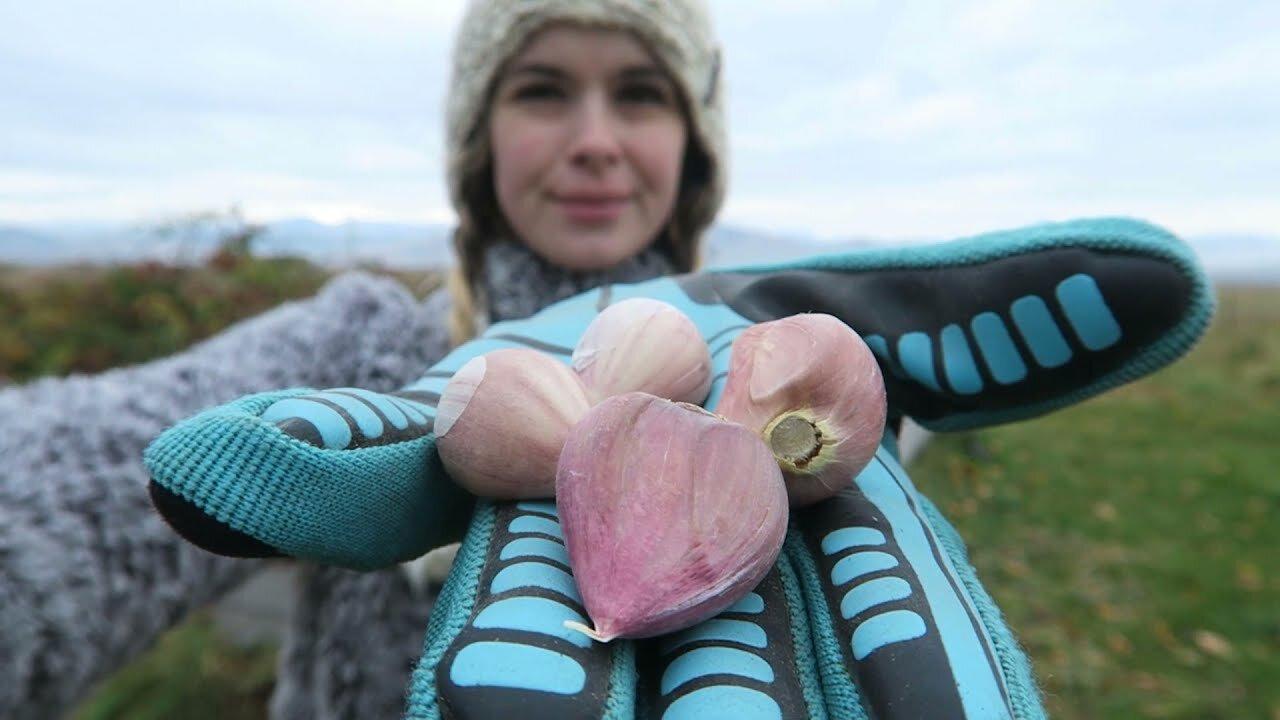 Plating and Growing Hardneck Garlic
