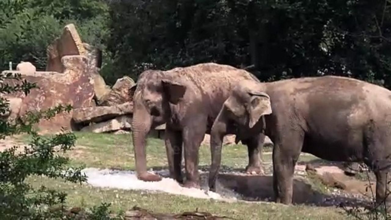 Prague zoo animals plunge into ice as high temperatures hit