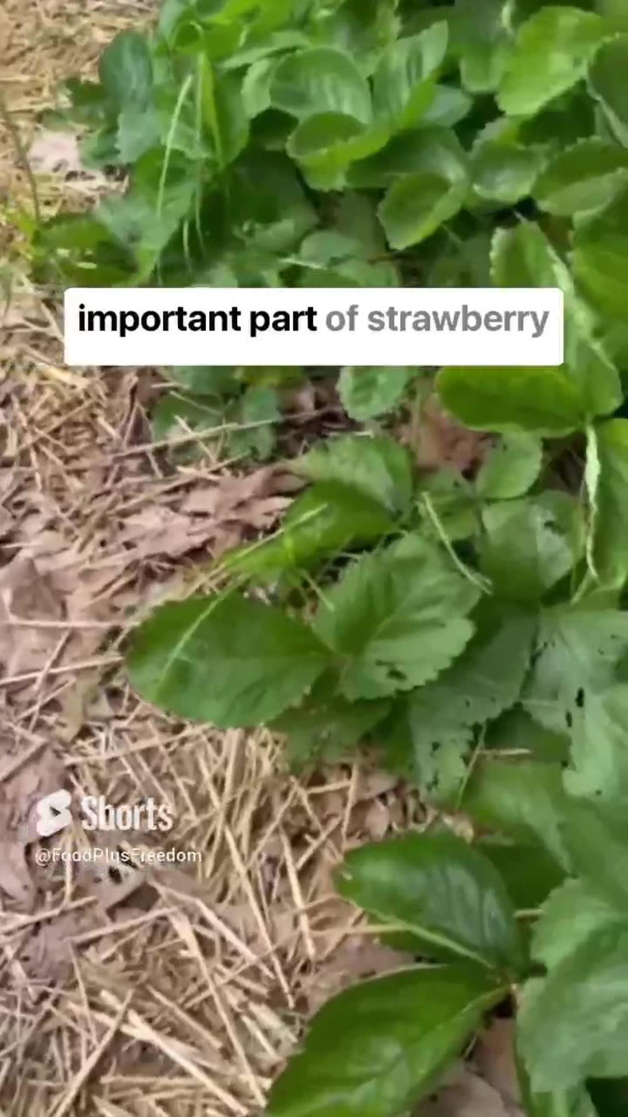 End Of Strawberry season