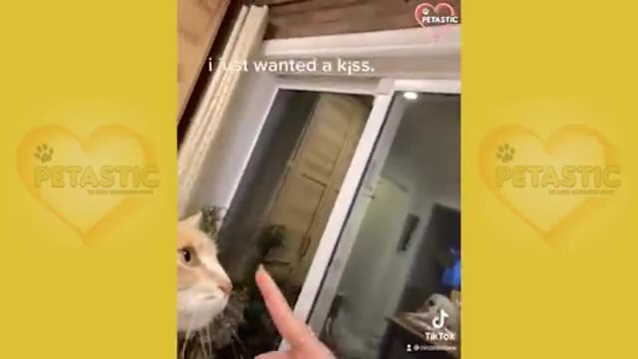 Cats Being JERKS! Savage Cats Attacking People Compilation