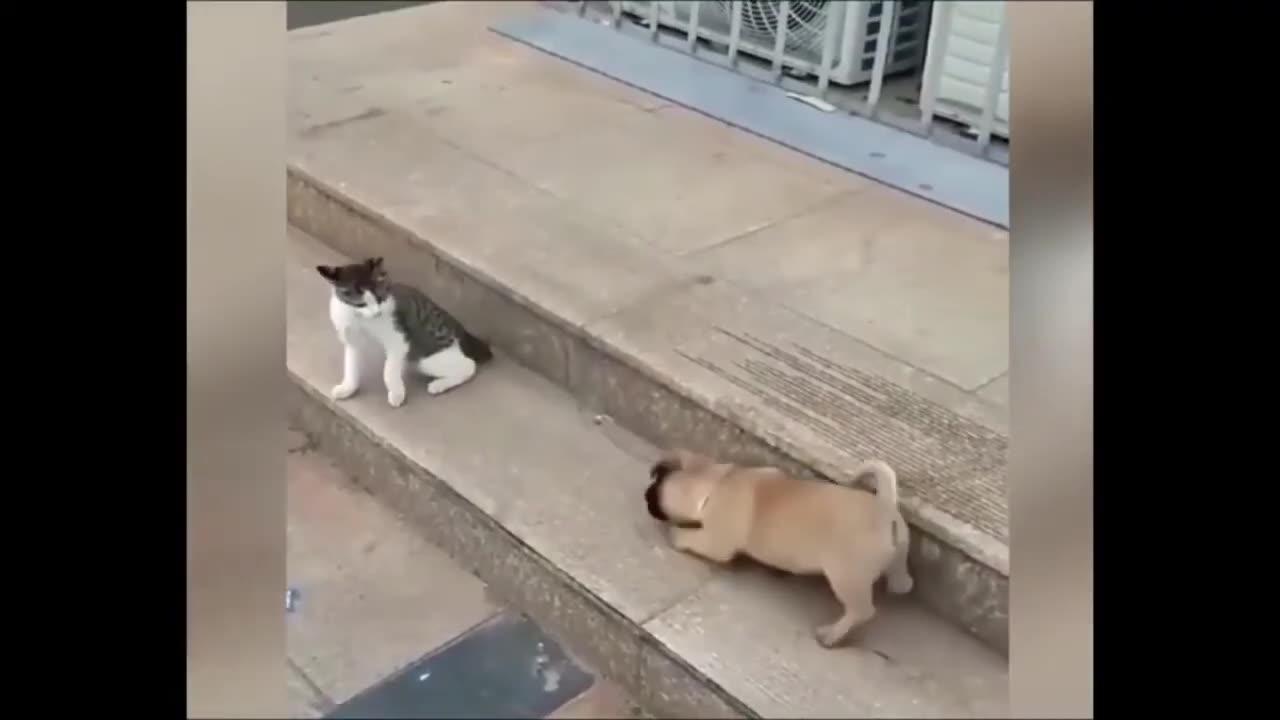 Cat VS Dog Funny Animal Fight