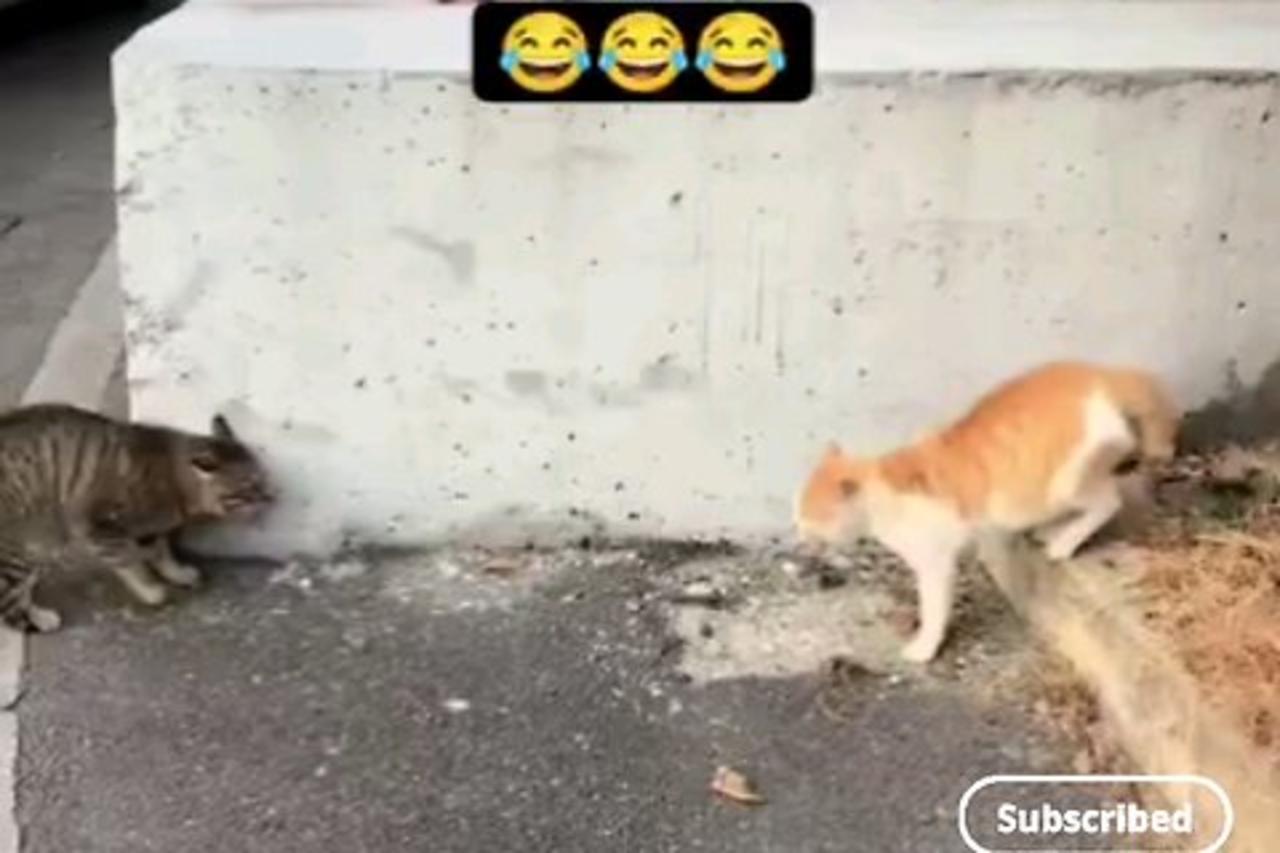 Crazy cats real fighting 🙀🙀 trending video
