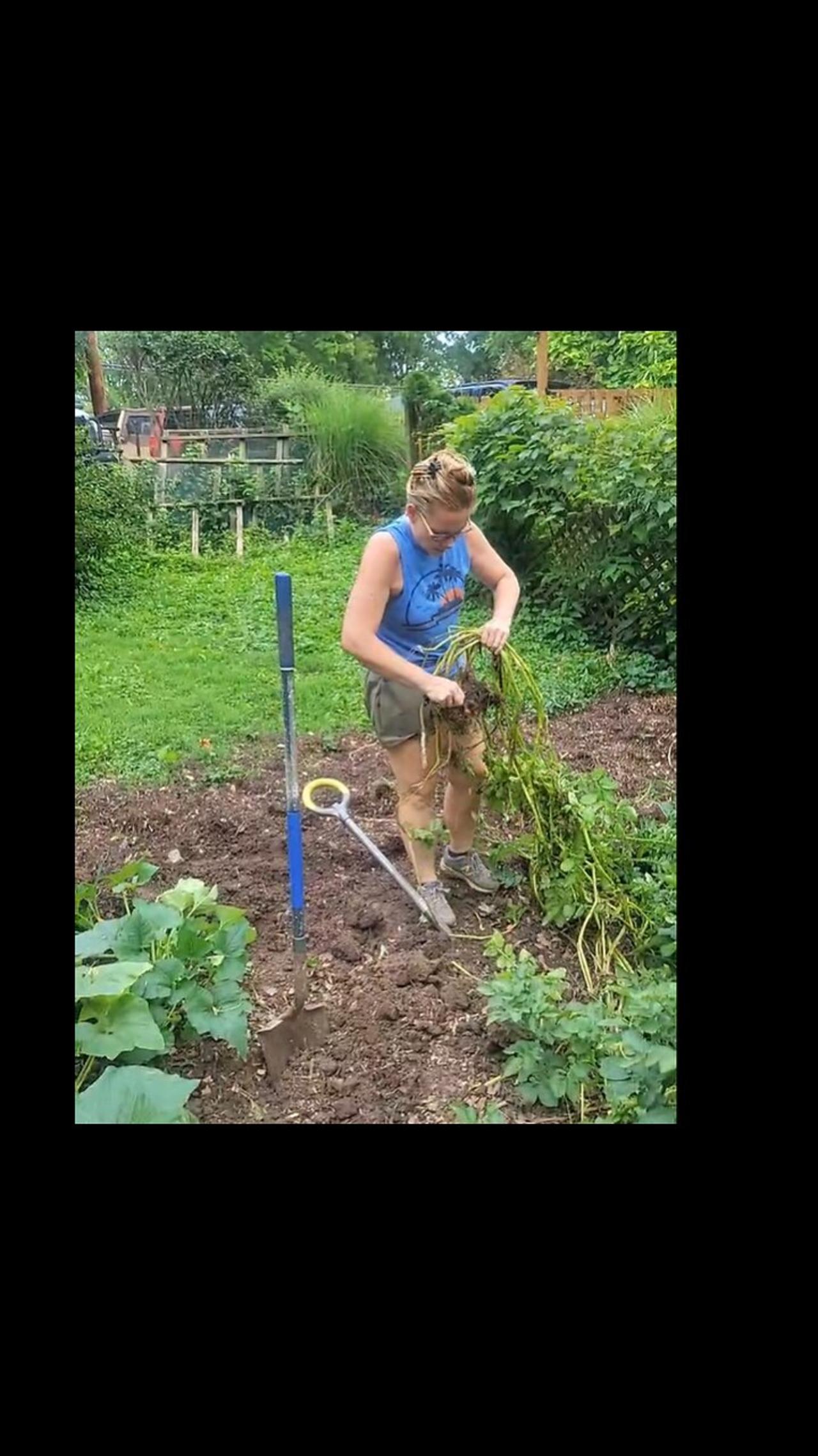 One of my favorite farm activities! Harvesting Potatoes!