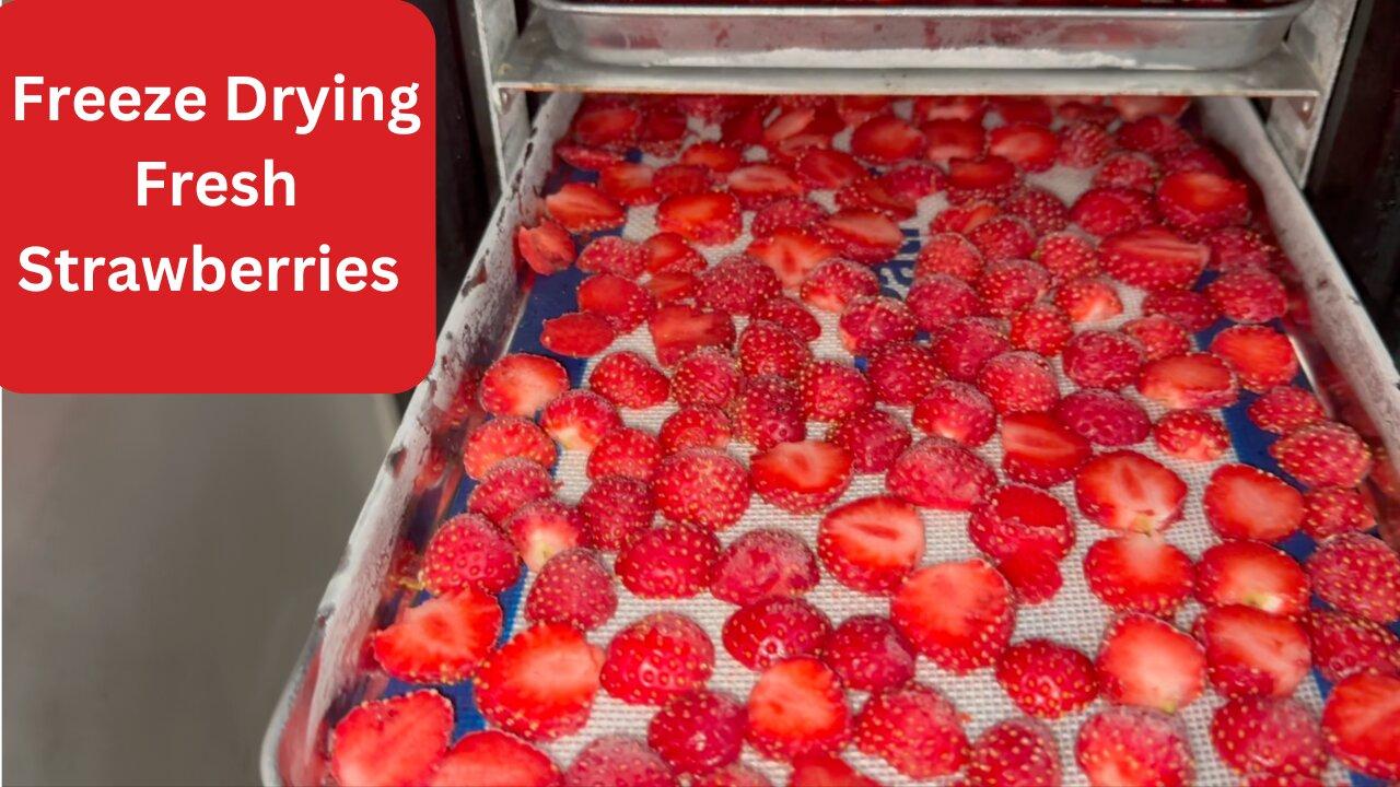 Learn How To Freeze Dry Strawberries