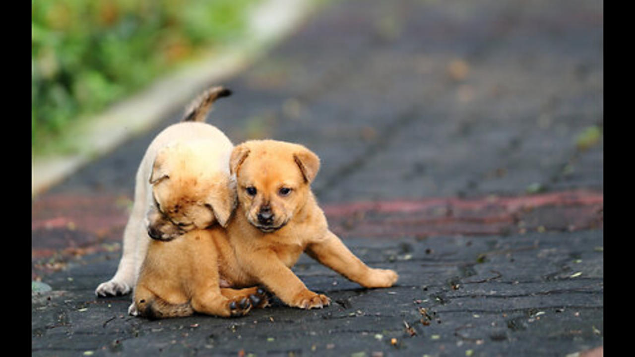 Playful Pups! 🐕💖