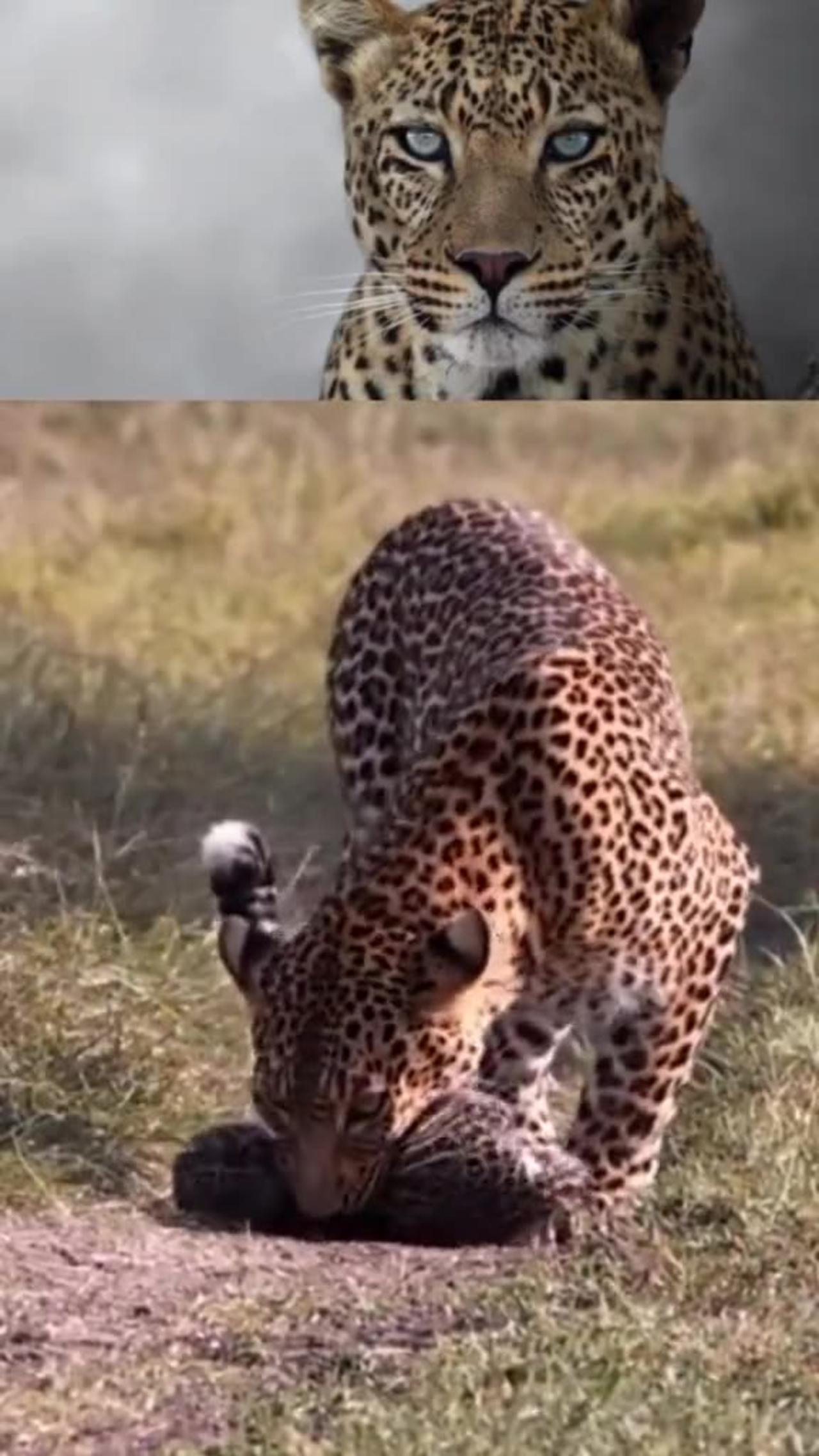 Lions attack leopard baby