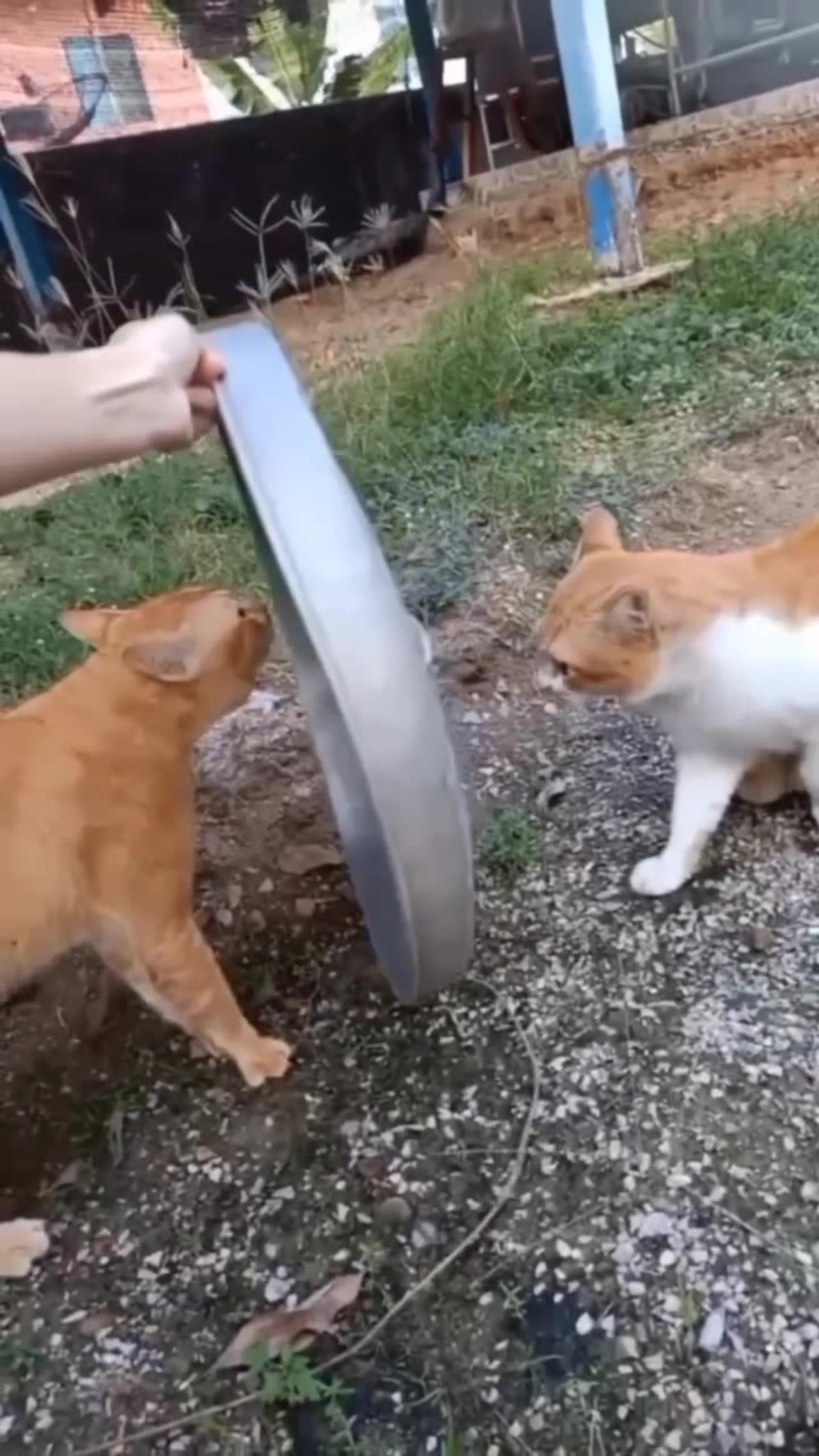 The Only Funny Cat Fight  Video You Need to Watch