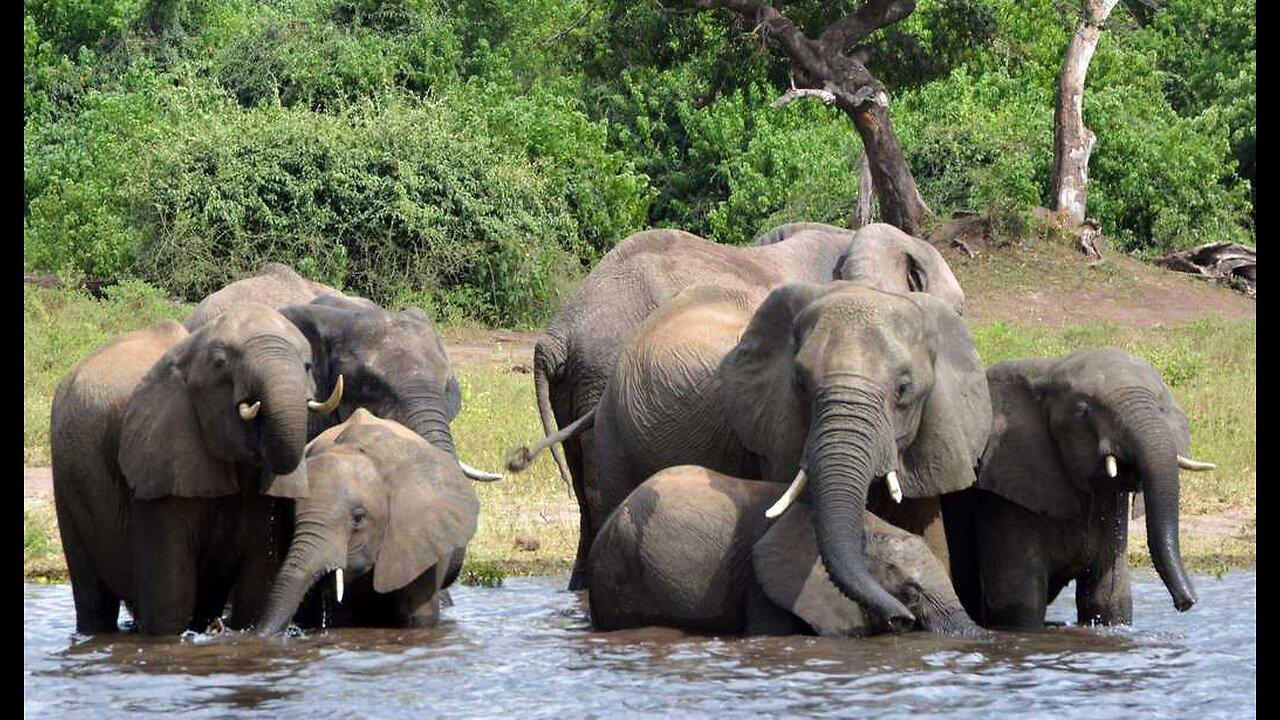 Spanish Tourist Tries for Closeup With Elephant - Ends Up Trampled to Death