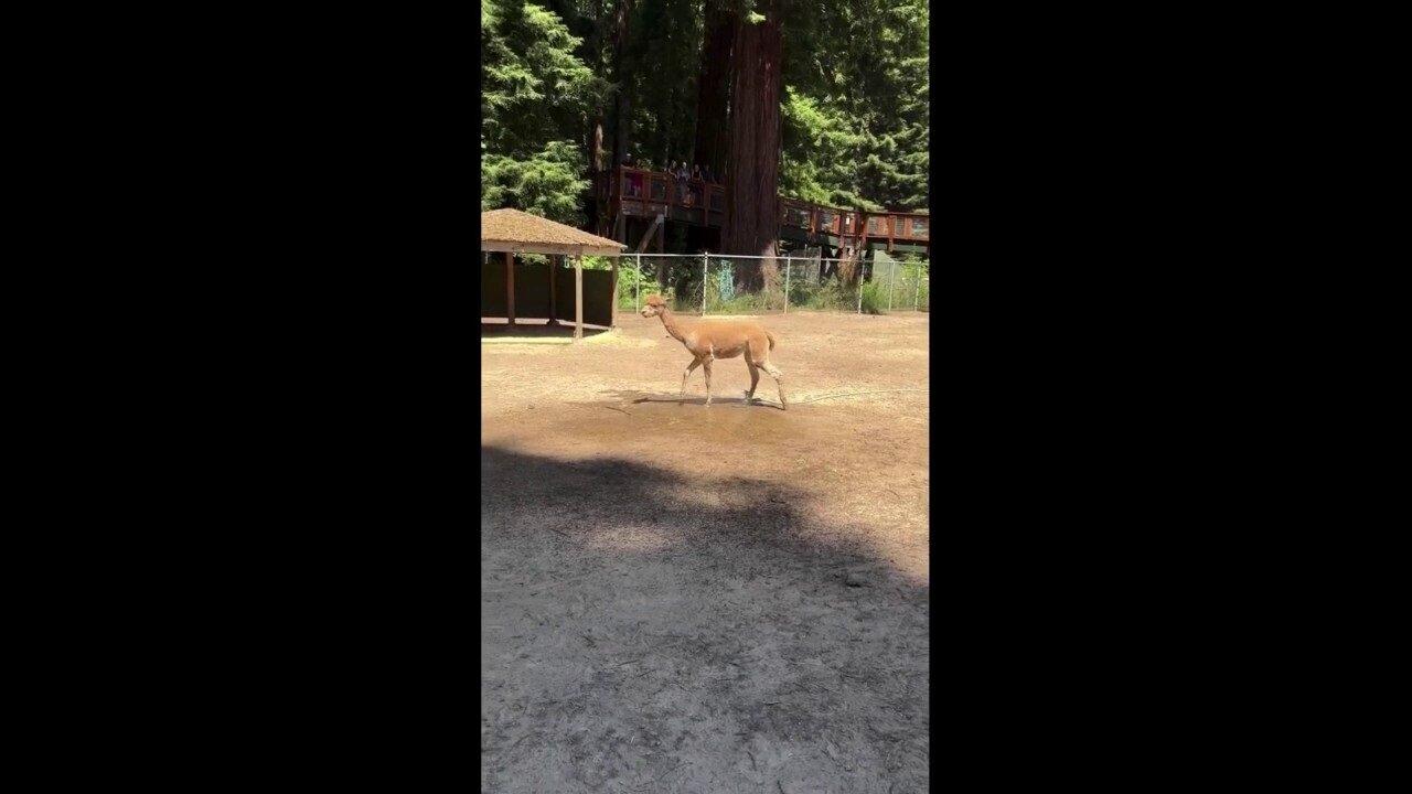 Alpaca Cools Off With Sprinkler At California Zoo