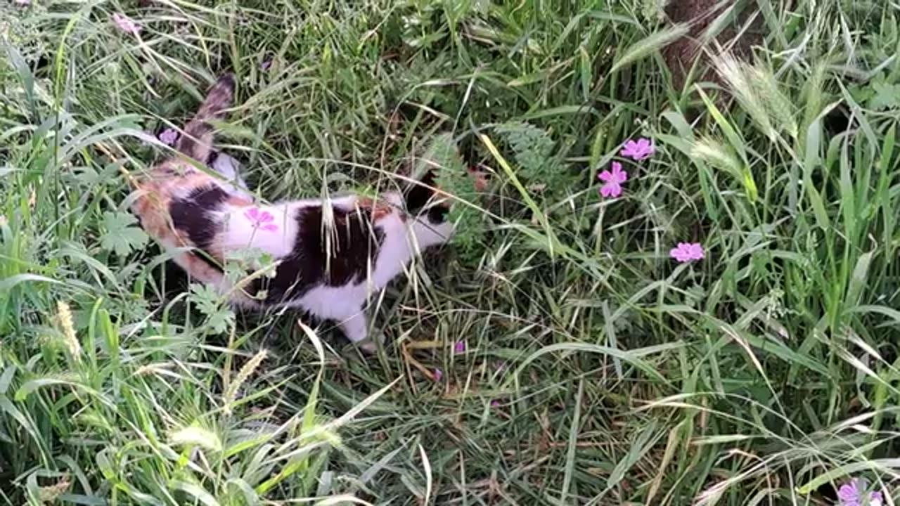 Cute colorful cat eating grass
