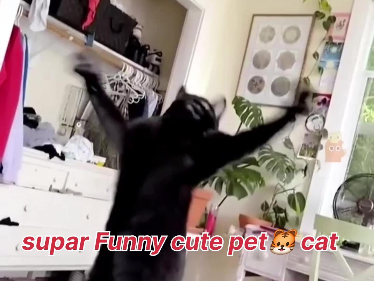 Mamma supar Funny cute Cat's🐱 &kittens 🐯