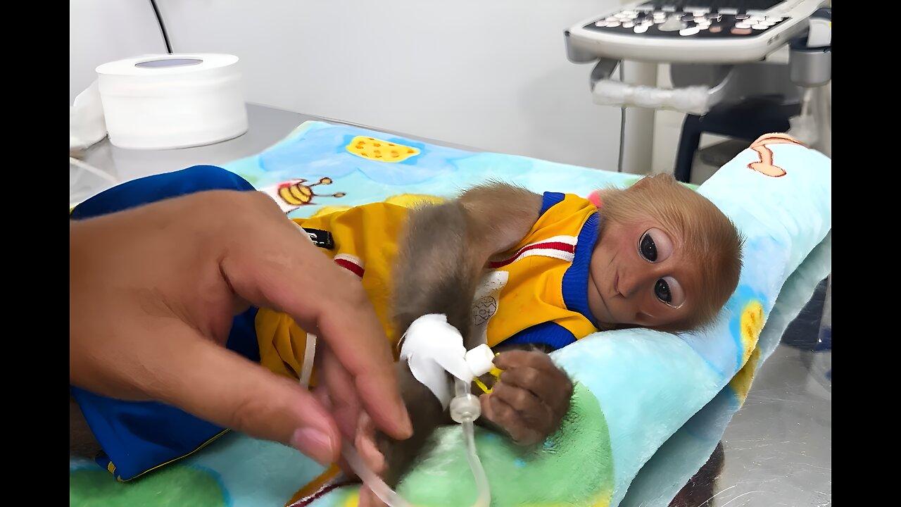 Smart Monkey BiBi Was Hospitalized And Treated