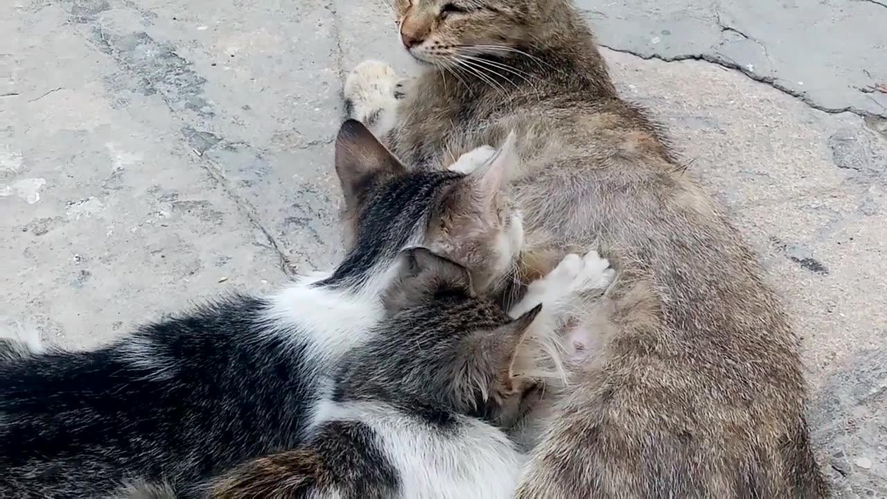 Little kittens drinking milk from their mother.