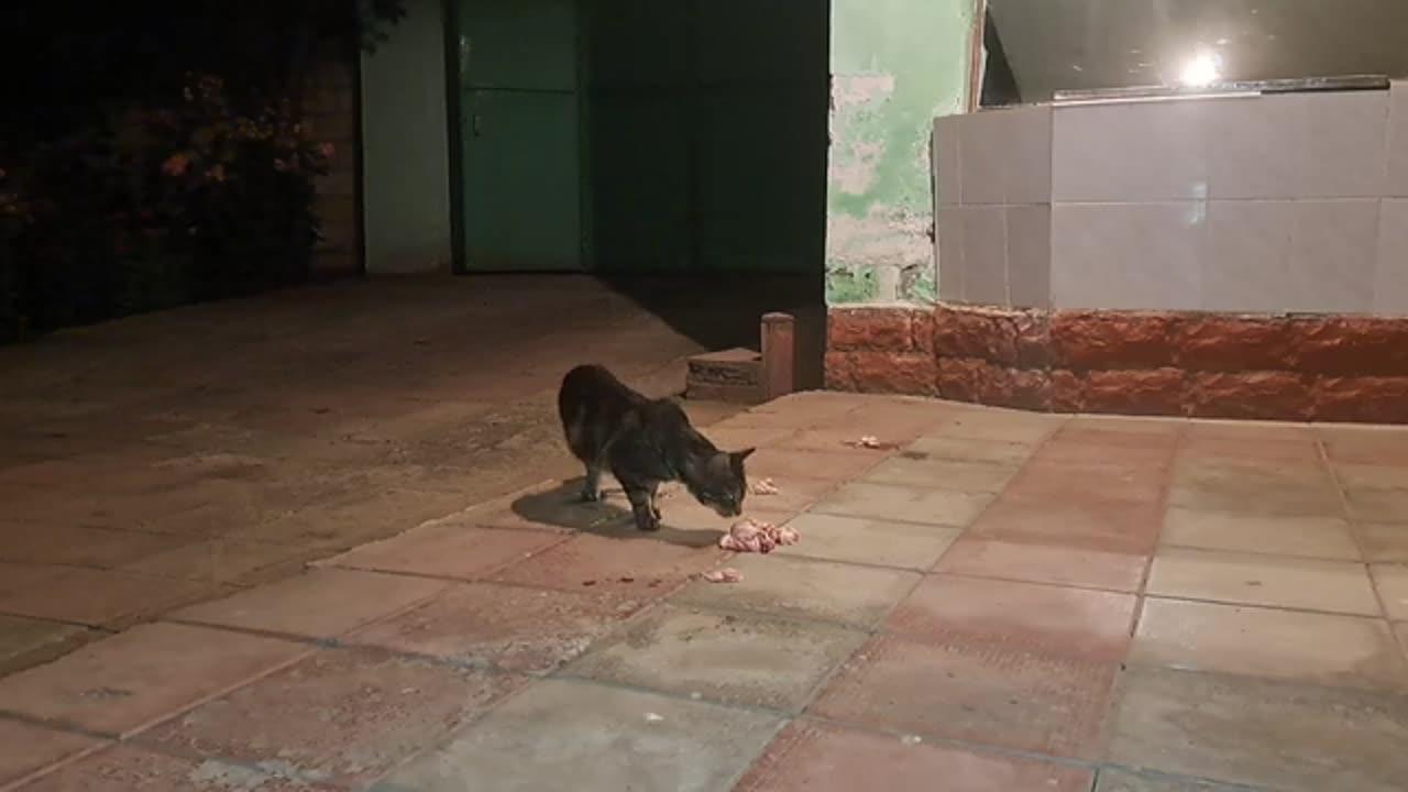 I gave food to a feral street cat (Hidden Video)