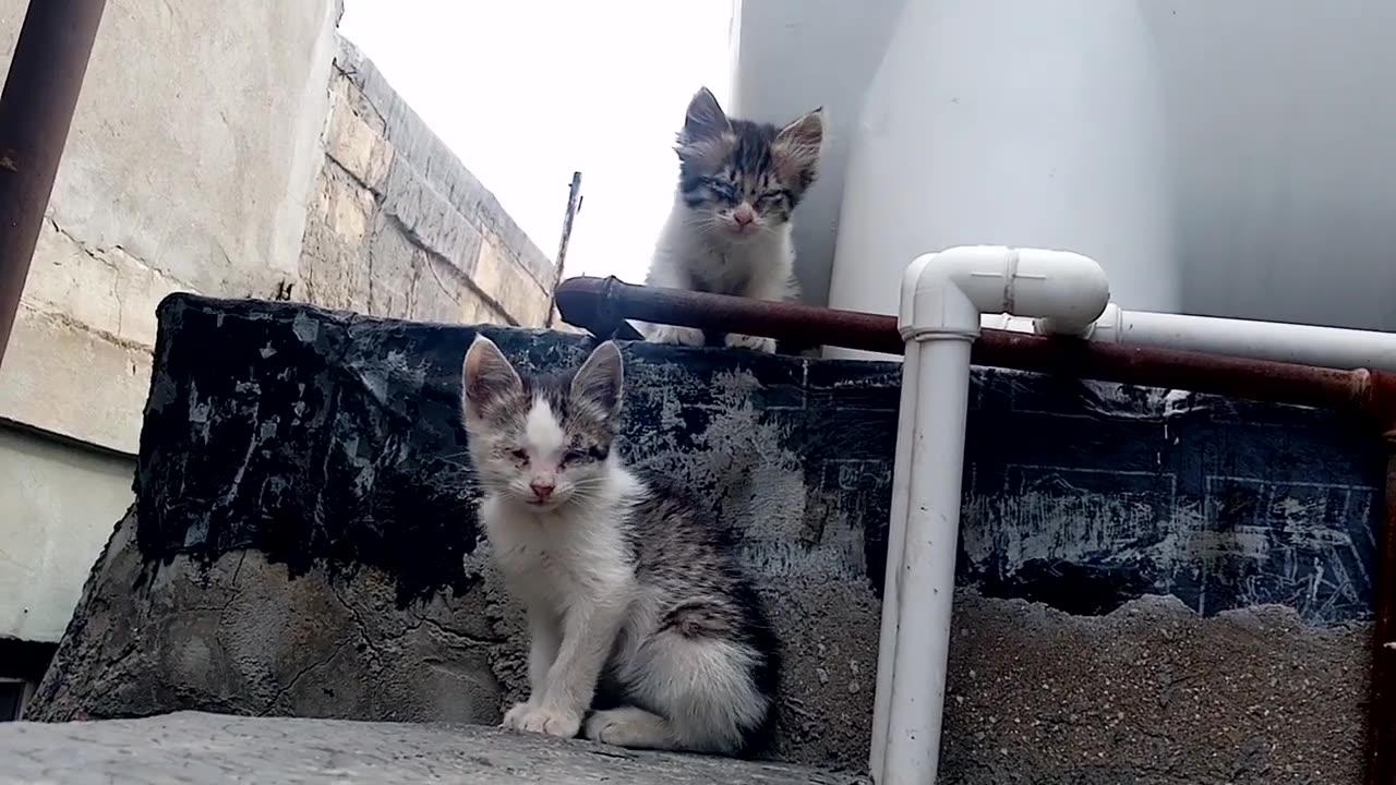 Cute kittens looking for their mother.