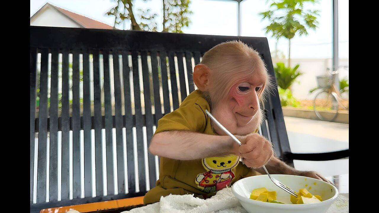 A Little Monkey and a Fork