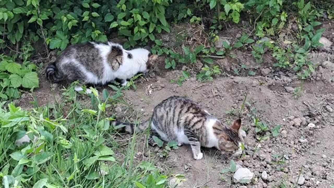 Mother gives milk to her kittens (Cute kittens)