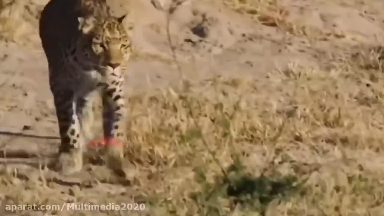 The strangest rescue of a deer from a leopard#leopard#animal