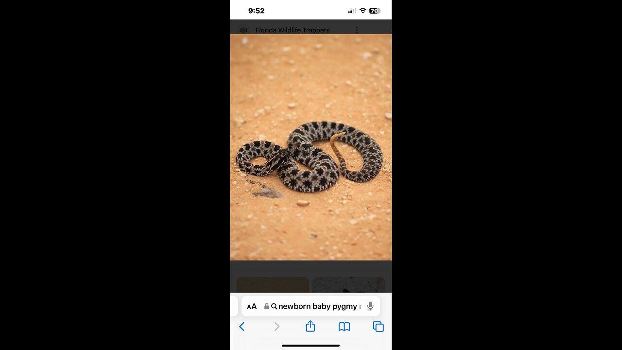 Pigmy Rattlesnake in strike mode