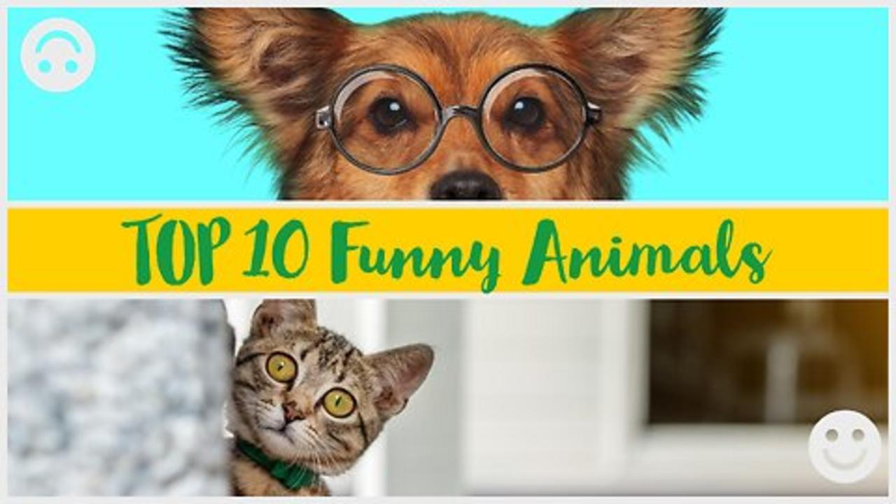 Top 10 Funniest Animal Moments Guaranteed to Make You Laugh.
