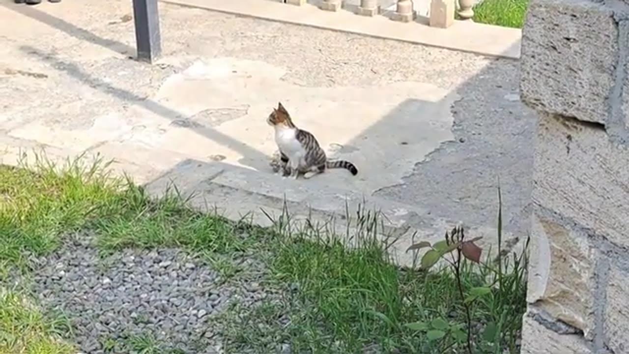 a yellow street cat running on the road and a cute itchy cat.