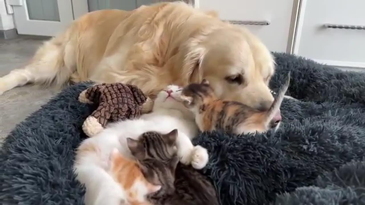 Funny Animal Video #JustforFun #Funny <3 #Cats&Dogs #Cat Video 21