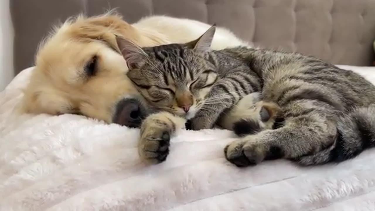Funny Animal Video #JustforFun #Funny <3 #Cats&Dogs#Cat Video 26