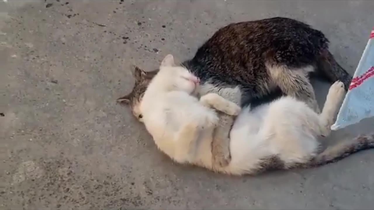 Mating of cute cats 🥰 Very interesting mating video #streetcats #catmating #catvideos
