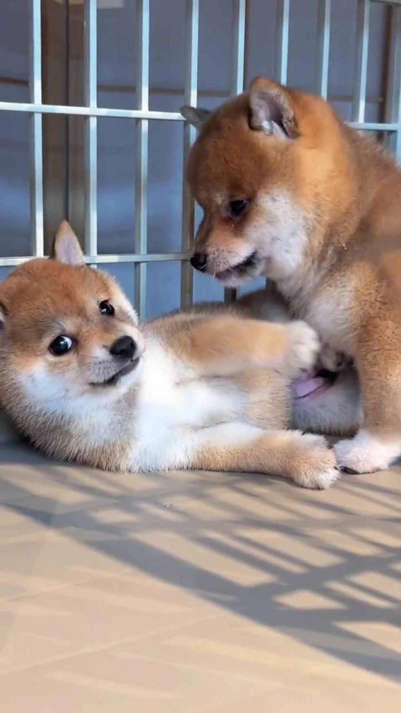 Another day of fighting and fussing #Shiba Inu baby #小奶狗 #豆Chai #Shiba Inu