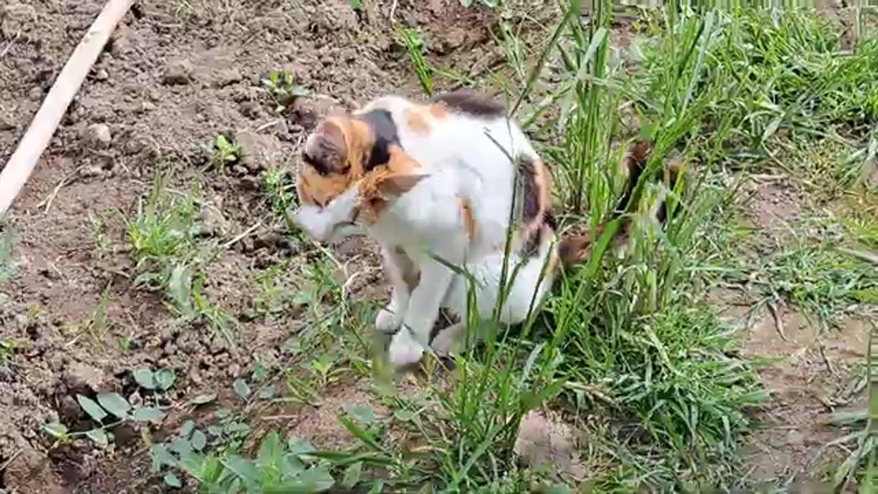 This cute female cat eats grass.