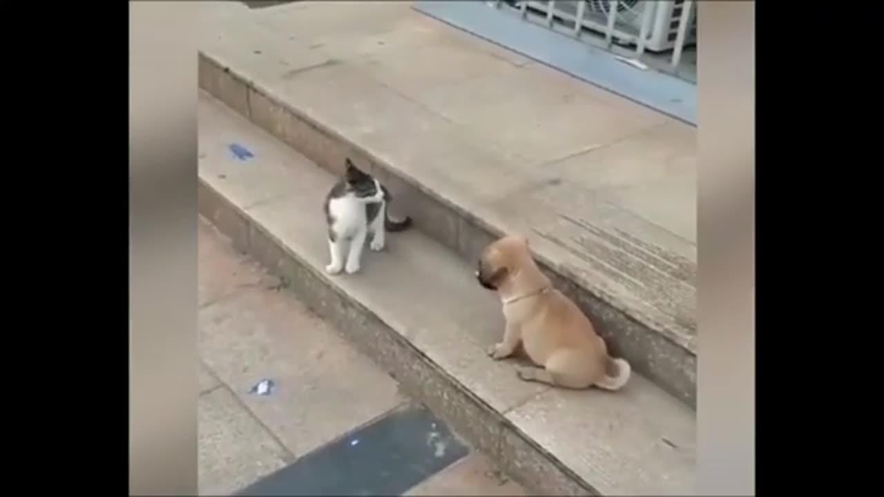 Cat and Dog cute video