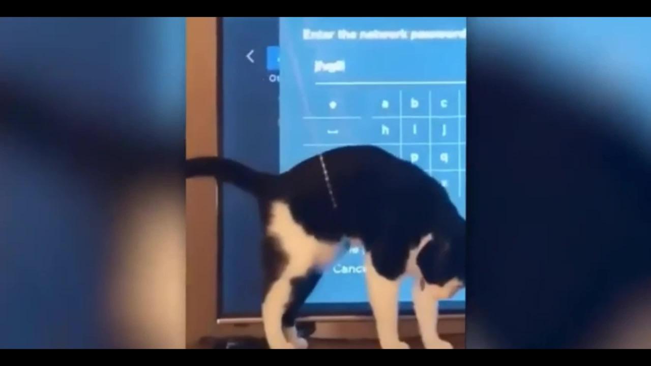 Most FUNNY CAT VIDEOS! 😹 Funny CATS 2024