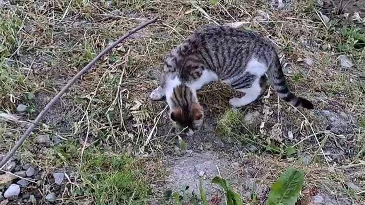Cute cat eats grass after eating.