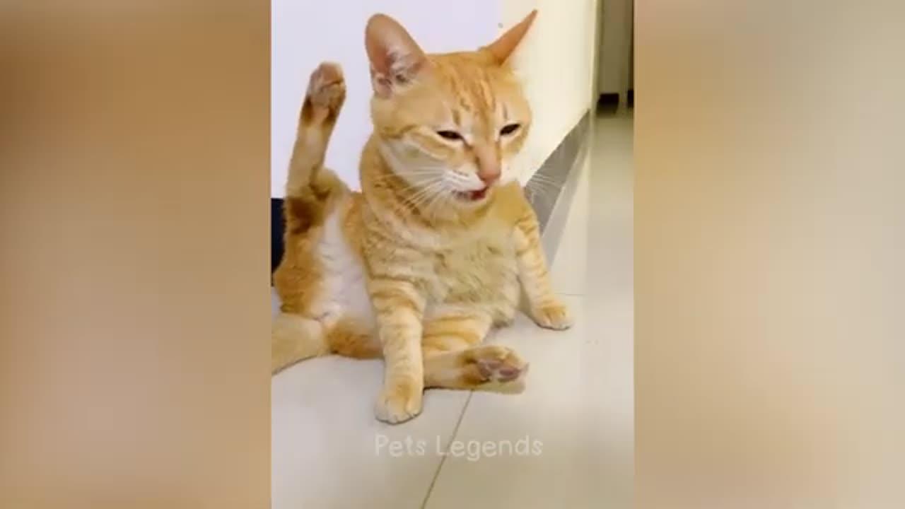 Funniest Animals 2023 😂 New Funny Cats and Dogs video 🐈🐕 Part 1